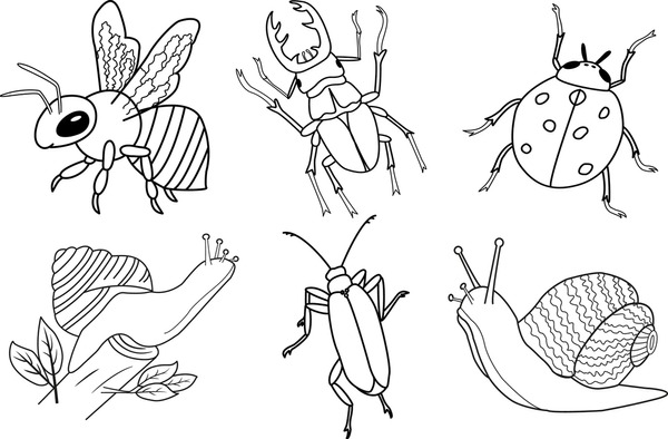 Beetle coloring royalty