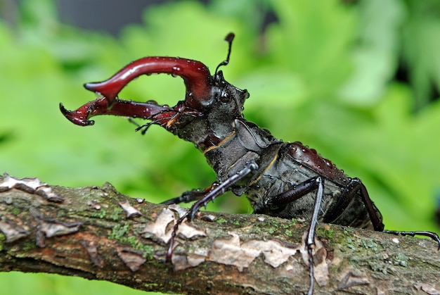 Premium photo stag beetle in an oak forest