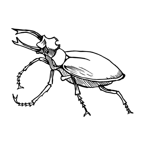 Stag beetle free stock vectors