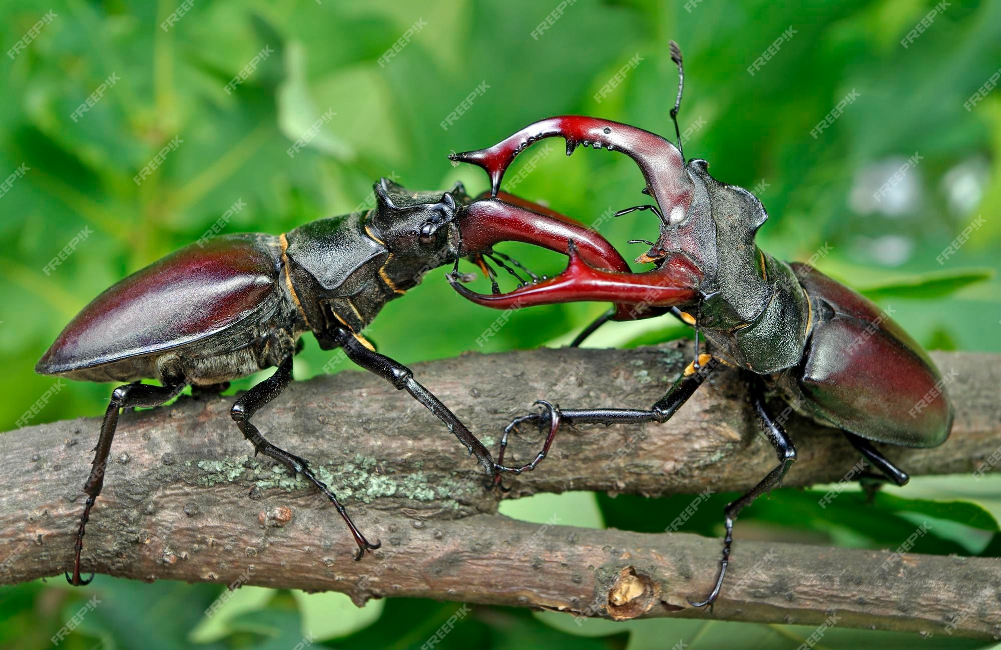 Premium photo stag beetles in oak forest duel of two males close up