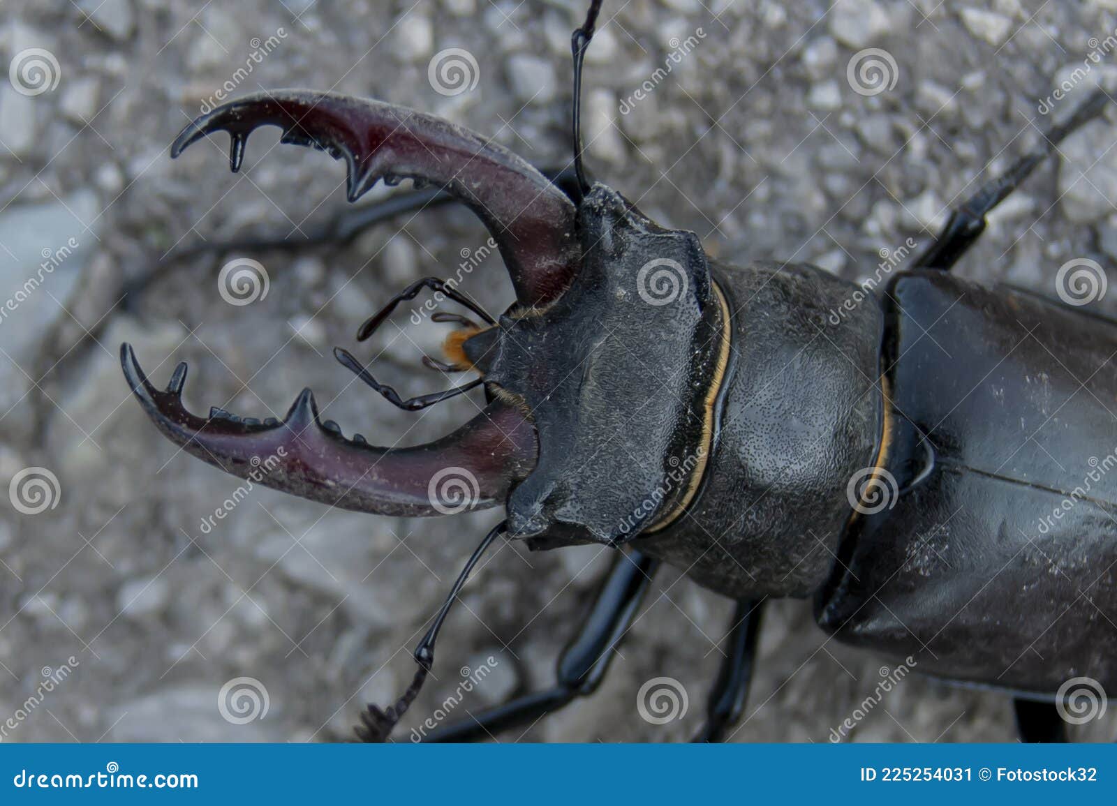 The stag beetle a beetle in the red book stock image