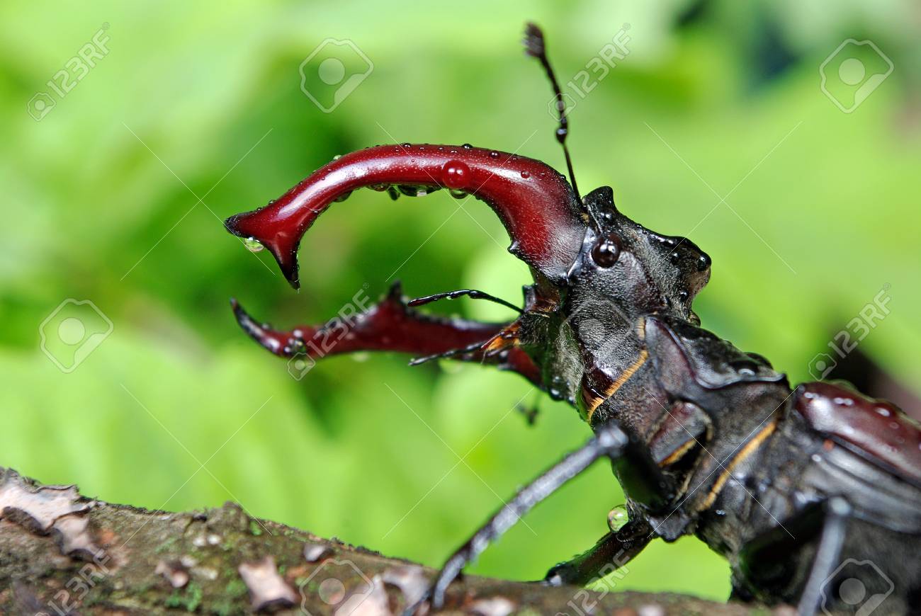 Stag beetle in an oak forest closeup stock photo picture and royalty free image image