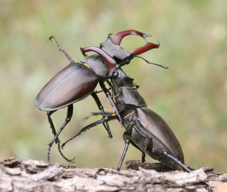 Stag beetles â european stag beetle monitoring network