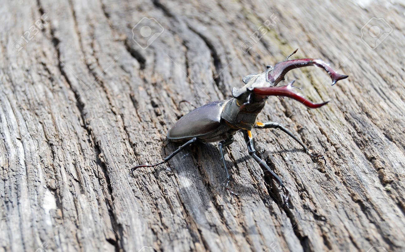 Male stag beetle with long and sharp jaws in wild forest sitting on the trunk of an oak tree beetle stag consists of big horns beautiful strong legs stag beetle ready to