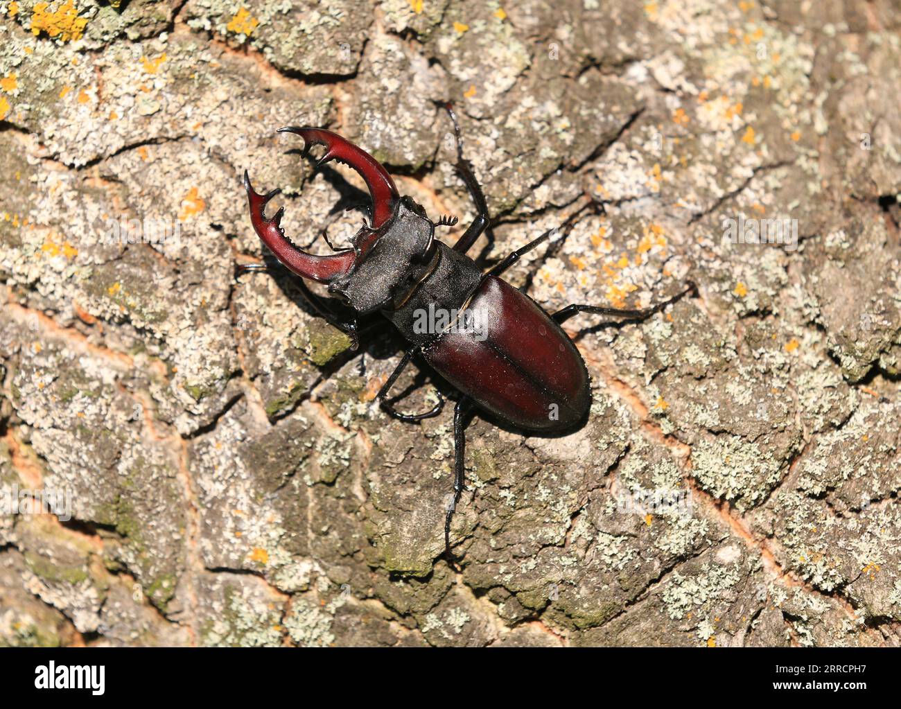 Lucanus servus hi