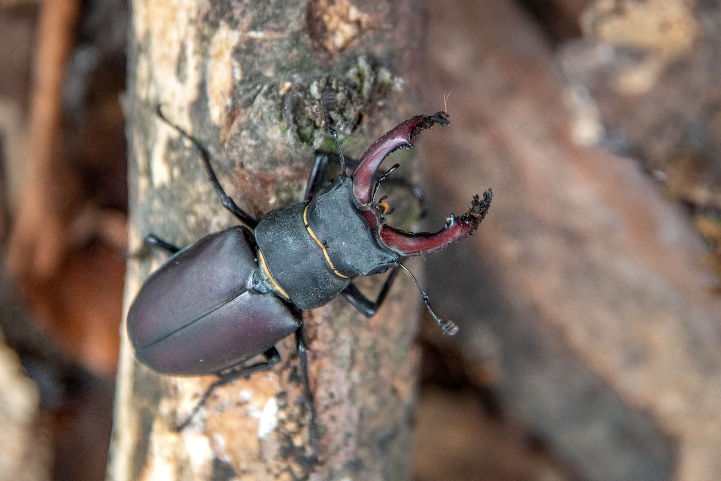 European stag beetle tierpark bern