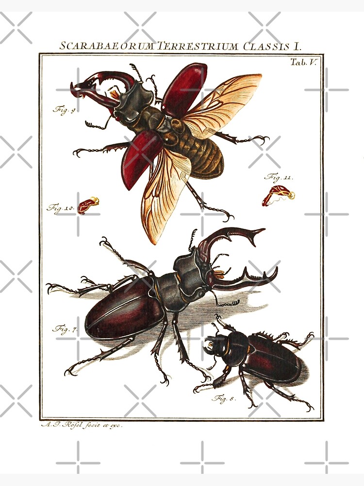 Stag beetle lucanus cervus male and female vintage scientific illustration art board print for sale by luggnagg