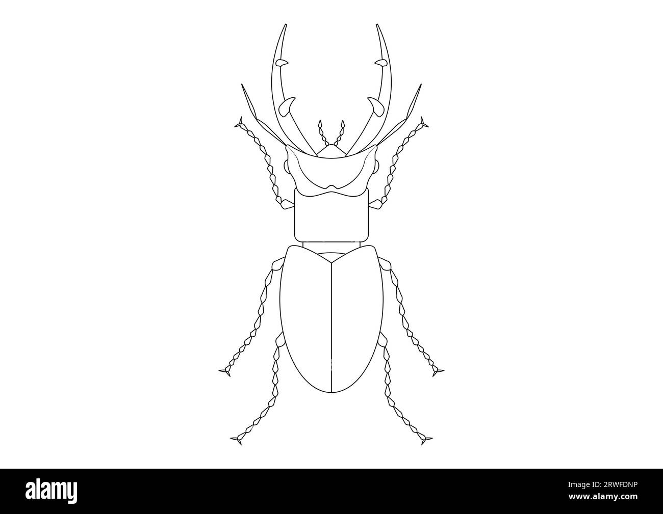 Giant stag beetle hi
