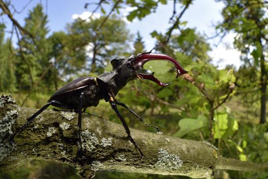 Stag beetle lucanus cervus male on oak tree elbe germany june photographic print