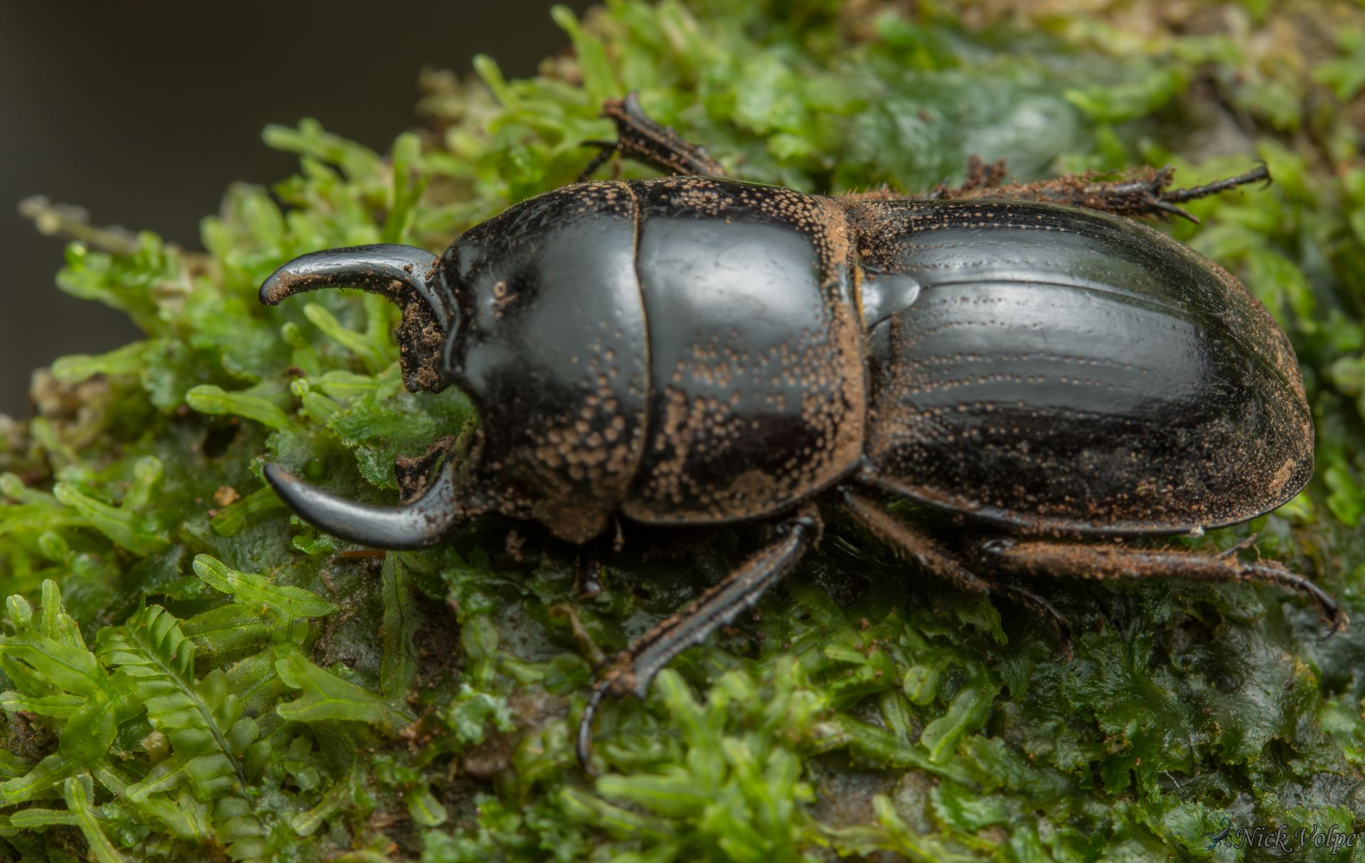 Build your own stag beetle bungalow a diy guide