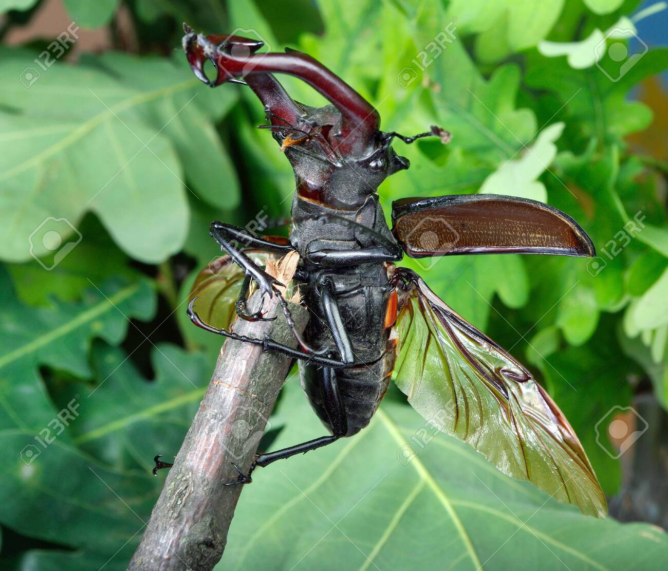 Stag beetle with open wings in an oak forest close up stock photo picture and royalty free image image
