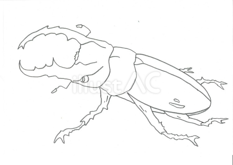 Free vectors stag beetle coloring page
