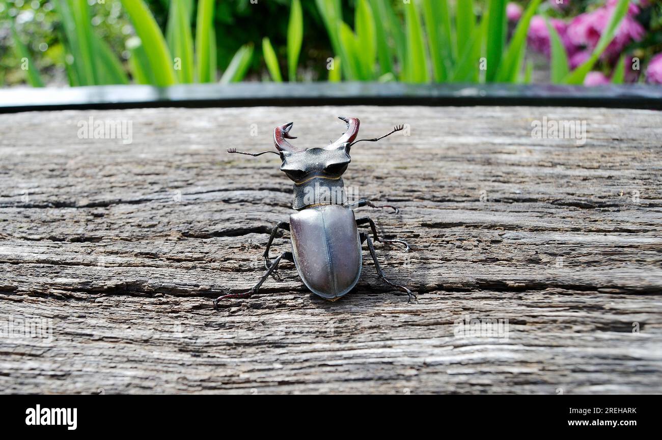 Horn bug hi