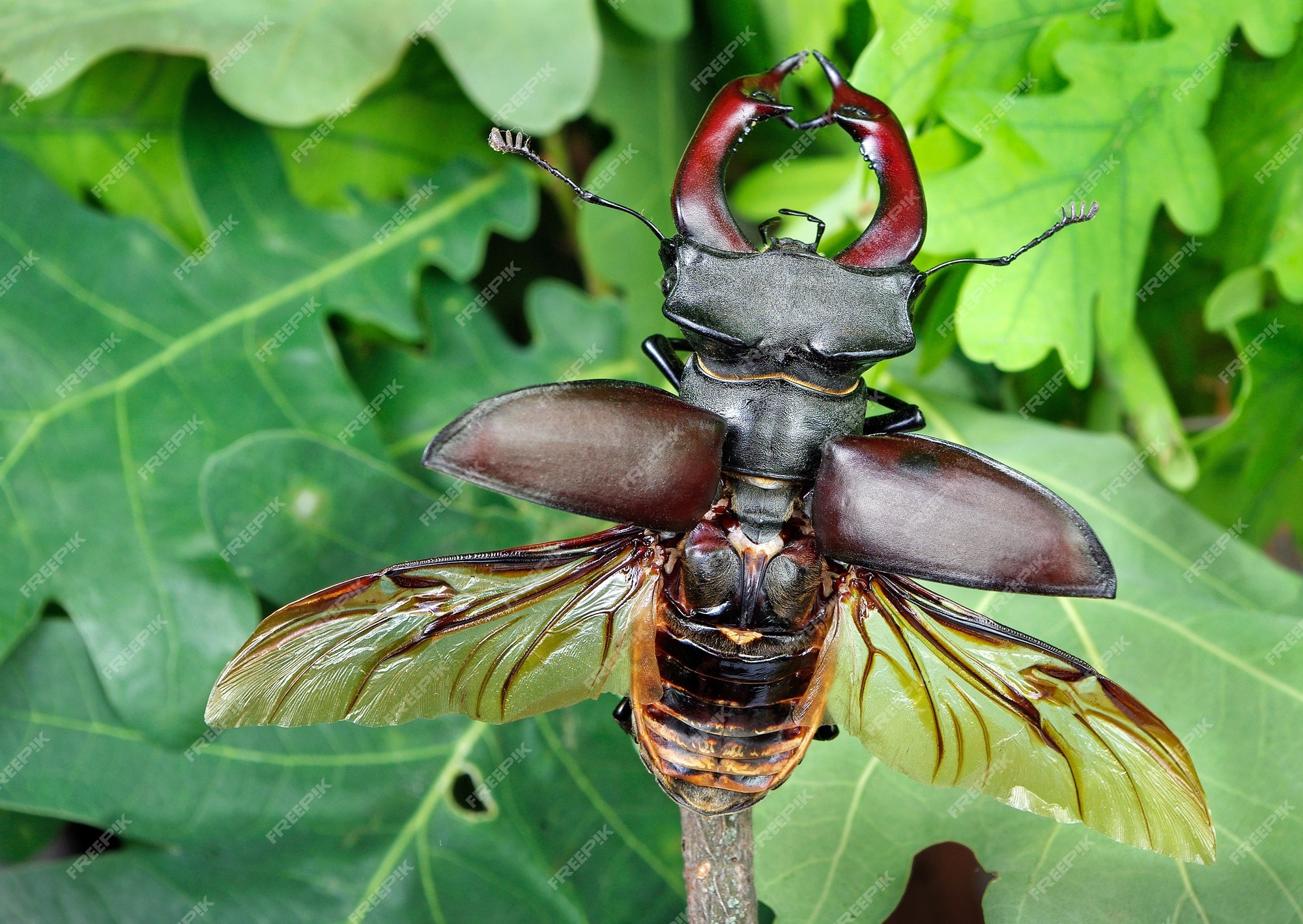 Premium photo stag beetle with open wings in an oak forest