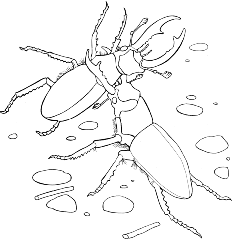 Elephant stag beetles coloring page free printable coloring pages