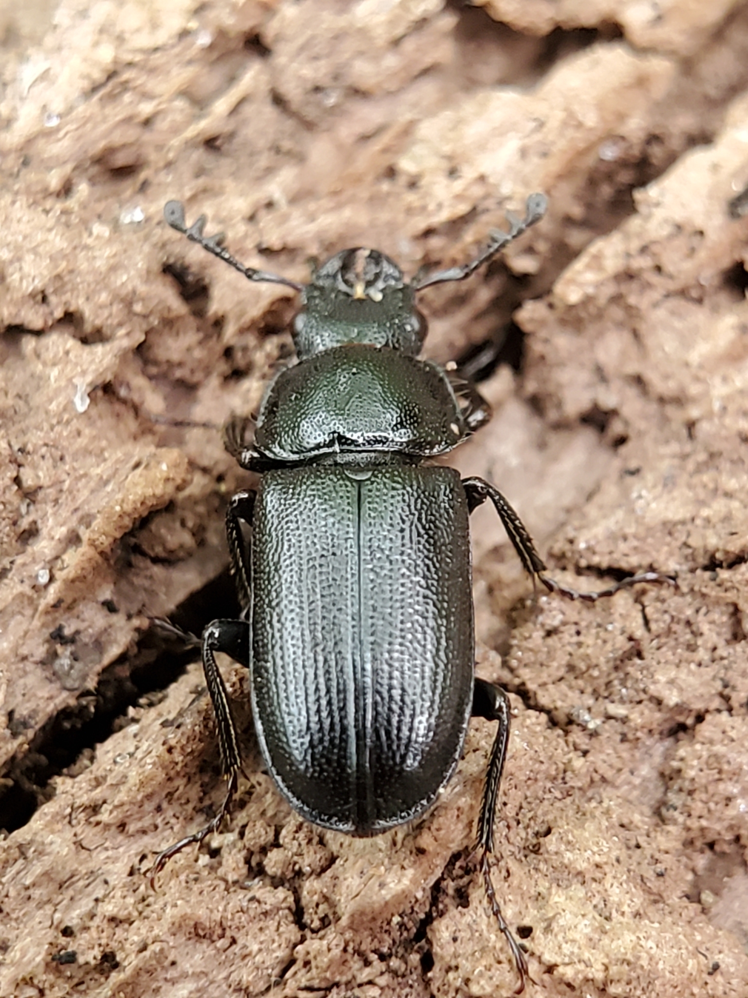 Maryland biodiversity project