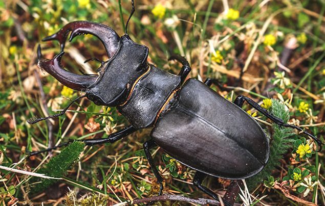 Stag beetle facts for kids