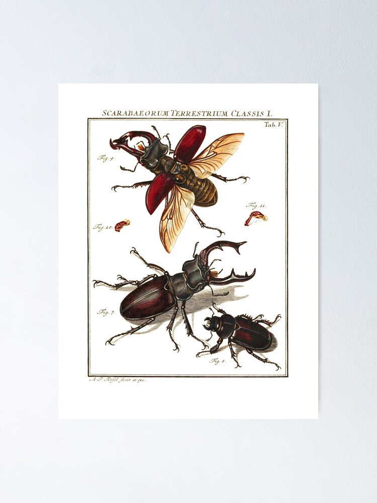 Stag beetle lucanus cervus male and female vintage scientific illustration poster for sale by luggnagg