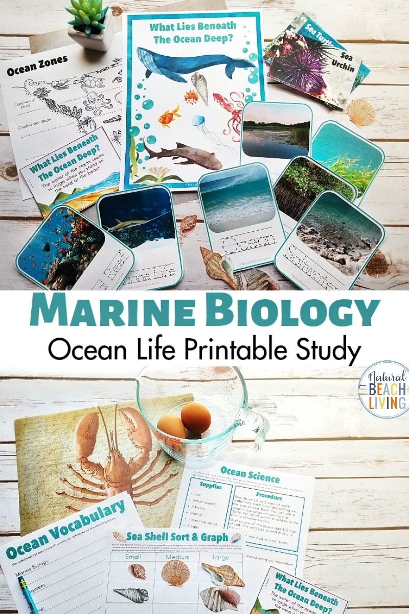 Ocean animals activities free printables pack