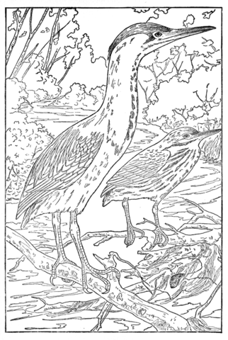 Green heron coloring page free printable coloring pages