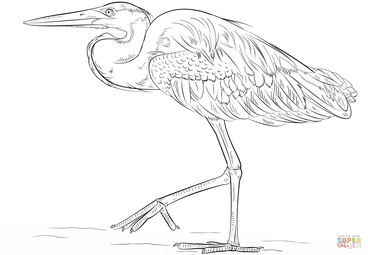 Great blue heron coloring page free printable coloring pages