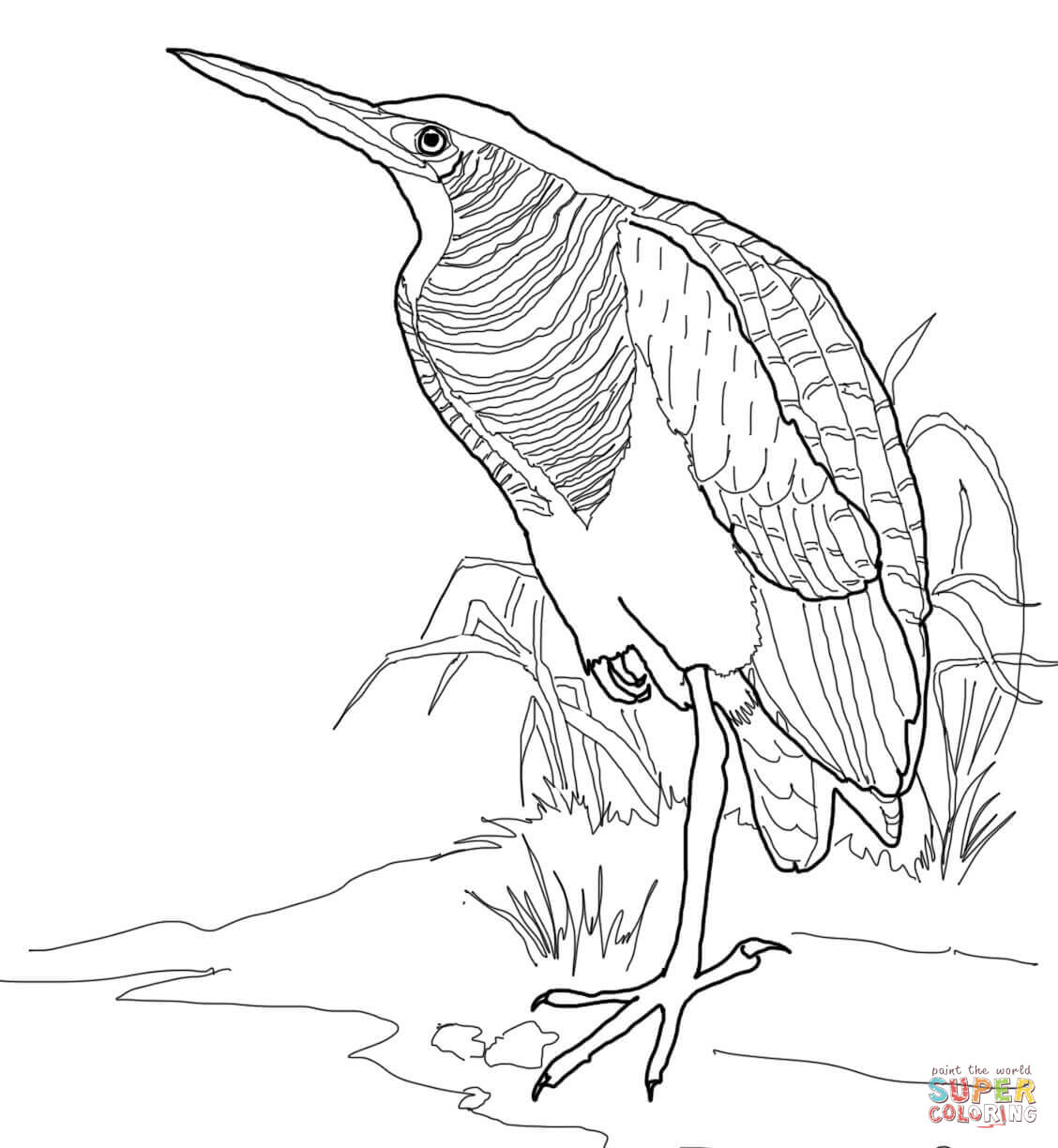 Bittern coloring page free printable coloring pages