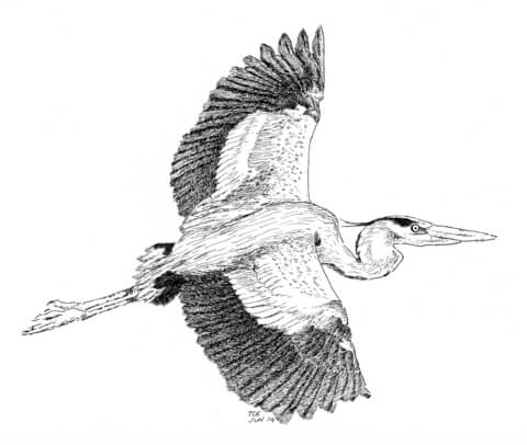 Blue heron coloring page free printable coloring pages