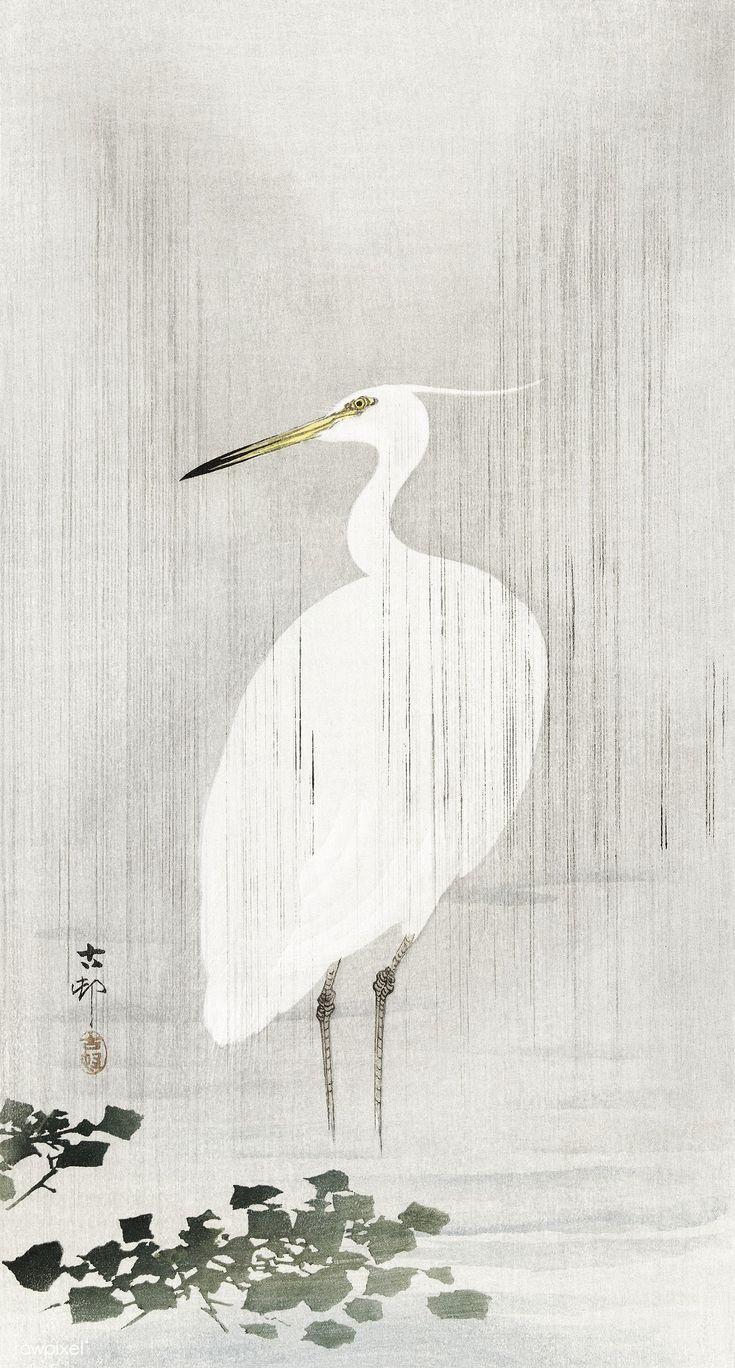 Egret in rain