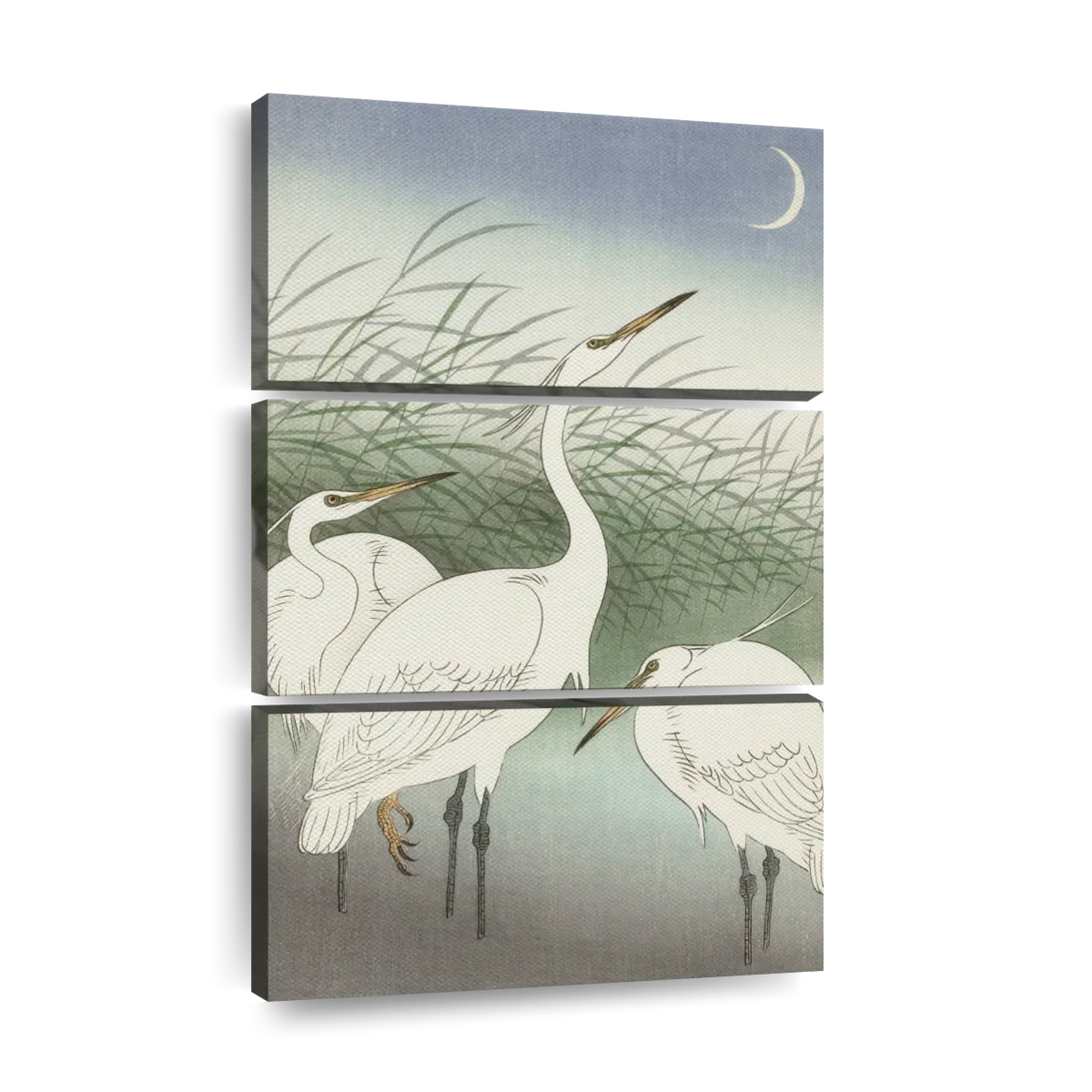 Herons in shallow water art canvas prints frames posters