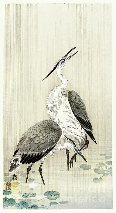 Two herons in the rain