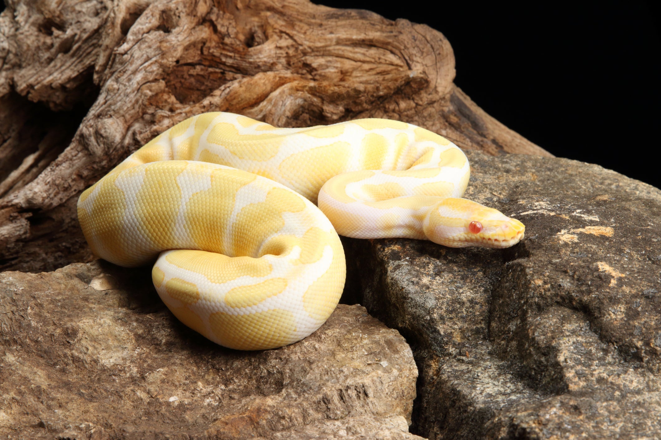 Most popular ball python morphs top must see â zen habitats