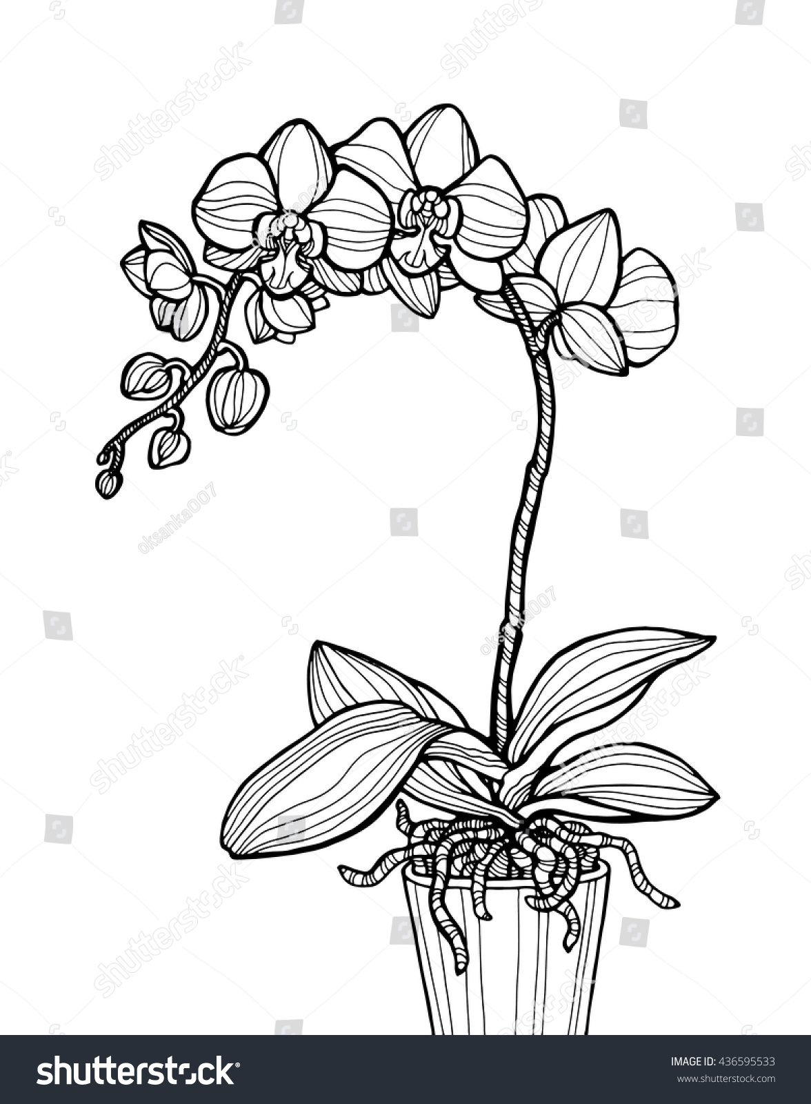 Exotic orchid flower home plant vector stock vector royalty free