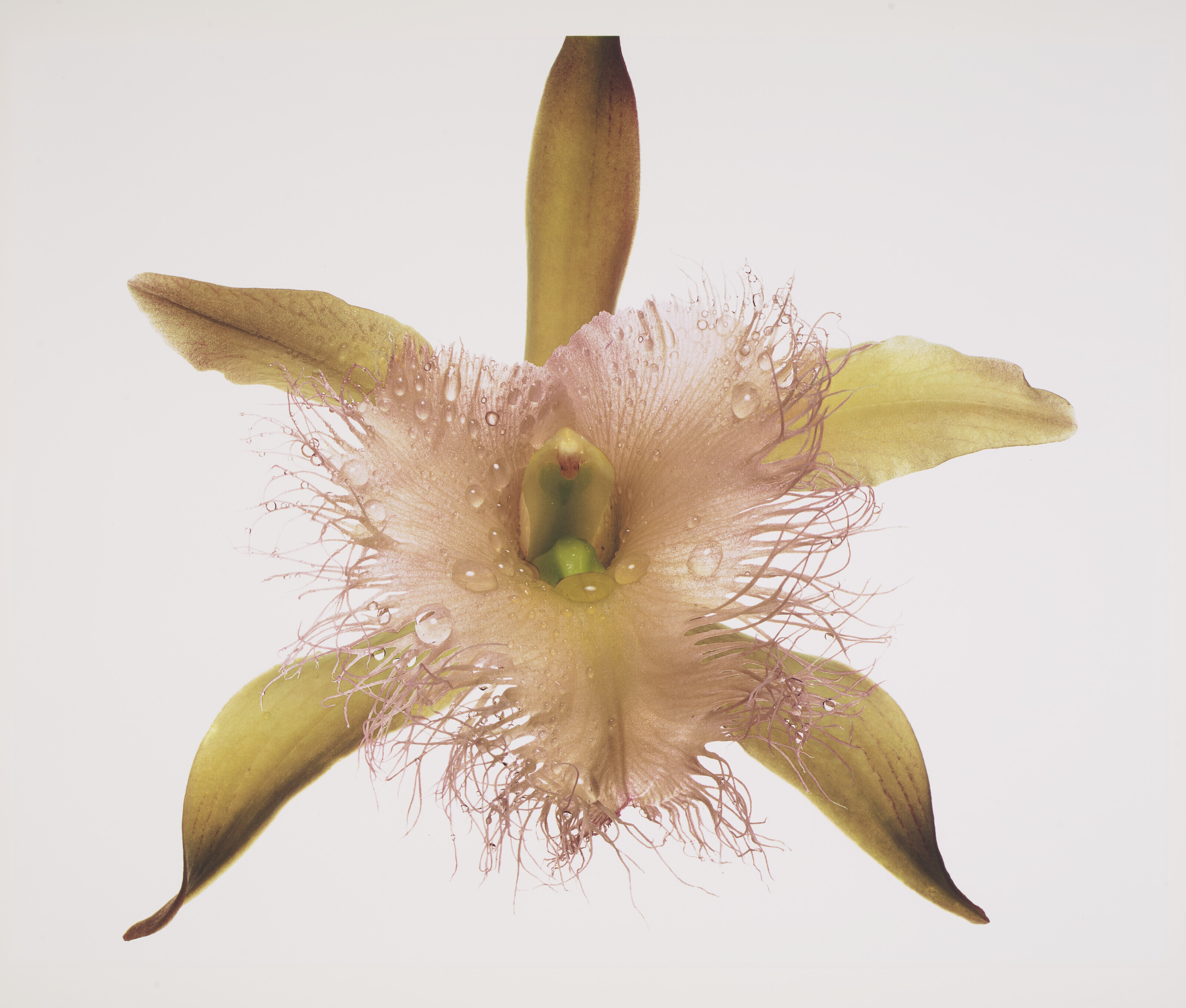 Irving penn â orchid rhyncholaelia digbyana new york christies