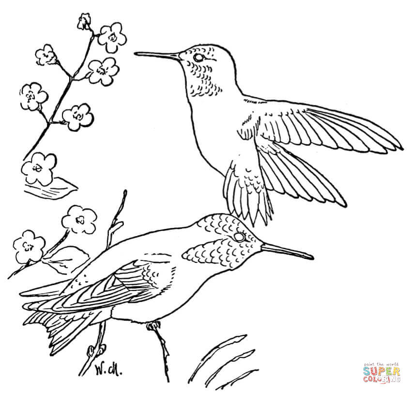 Rufous hummingbirds coloring page free printable coloring pages