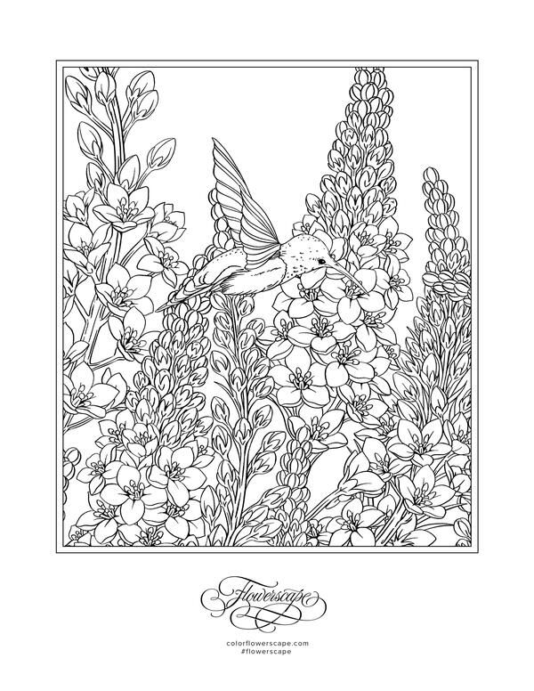 Hummingbird coloring page coloring pages free coloring pages colouring pages