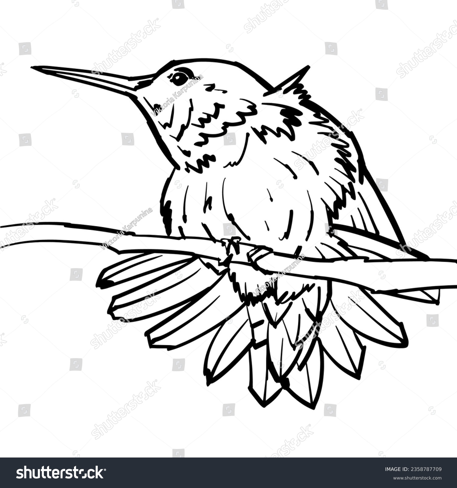 Humming birds coloring pages photos and images