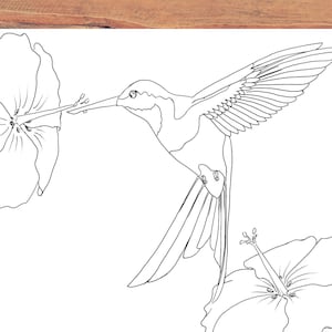 Hummingbird coloring