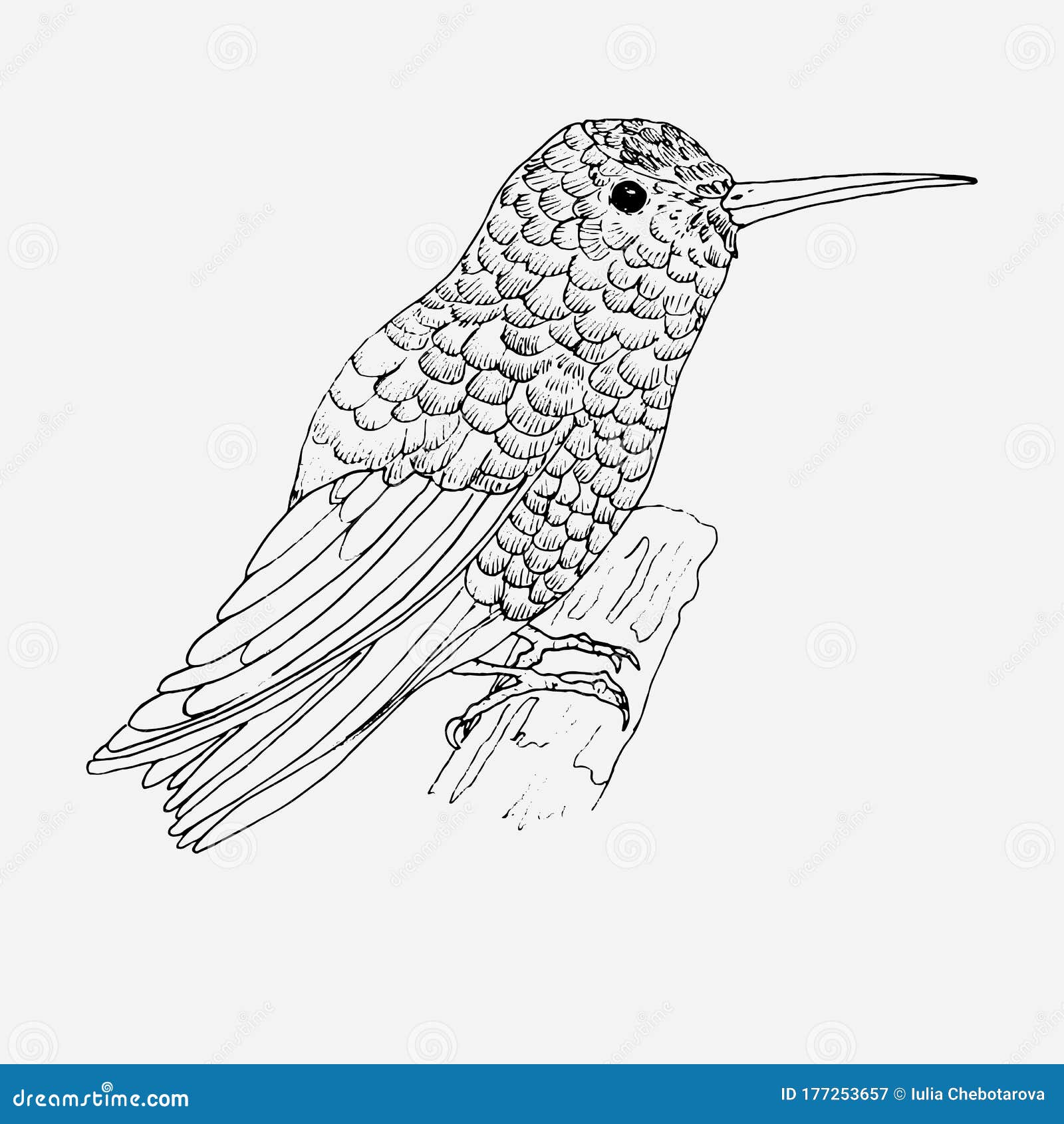 Hummingbird coloring stock illustrations â hummingbird coloring stock illustrations vectors clipart