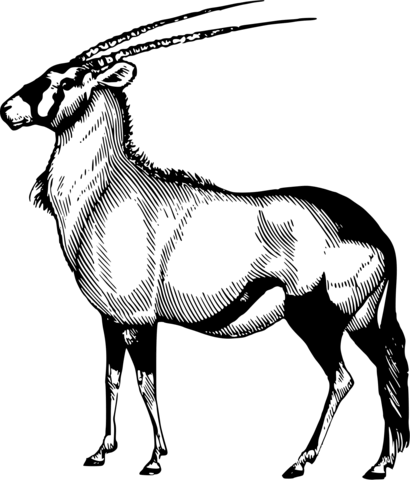 Vintage oryx coloring page free printable coloring pages