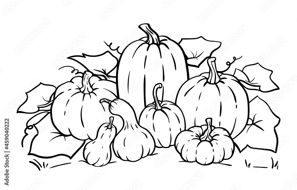 Vector pumpkin line art outline illustration for coloring pages coloring book pumpkins and gourds different sizes and various shapes vector
