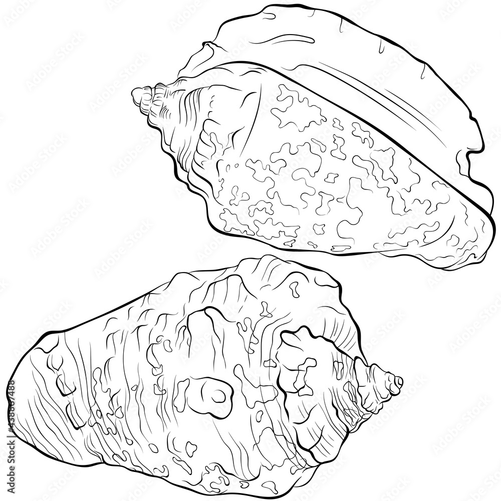 Spiral seashell with spots from different angles vector hand drawn line art illustration isolated on white elements for design seafood shop or menu decor label suitable for coloring book page vector