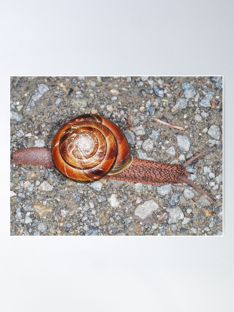 Pacific sideband snail monadenia fidelis poster for sale by sergii dymchenko