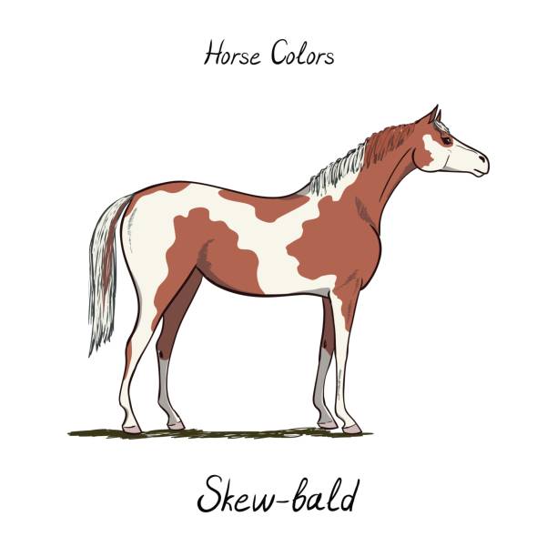 Skew bald horse color chart on white equine coat colors with text equestrian scheme type of horse stock illustration