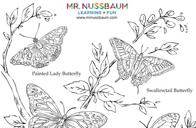 Mr nussbaum