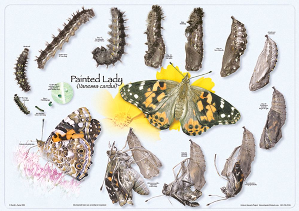 Painted lady life cycle laminated poster