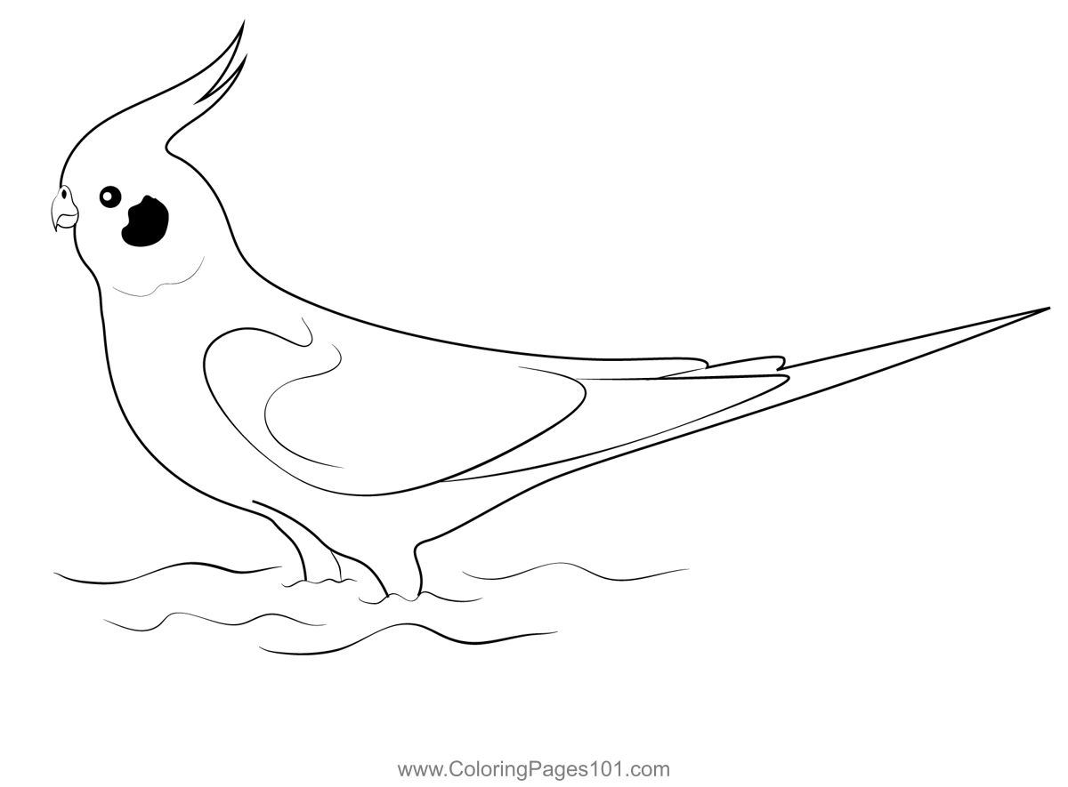 Cockatiel bird in nature coloring page coloring pages cockatiel printable coloring pages