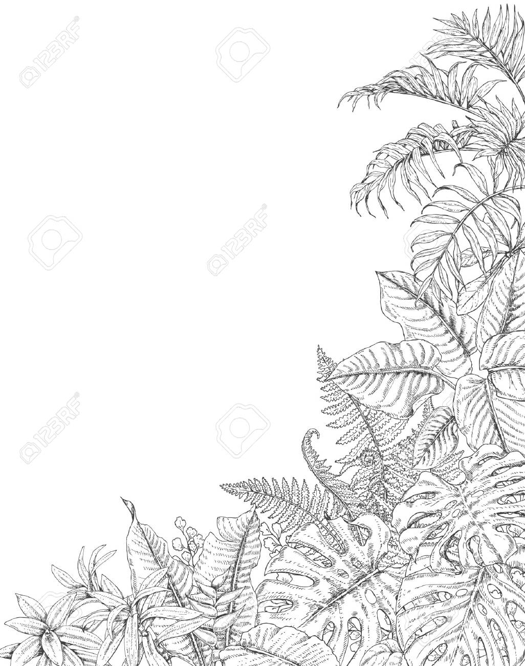 Hand drawn branches and leaves of tropical plants corner background with space for text monstera fern palm fronds sketch black and white illustration coloring page for adult royalty free svg cliparts vectors