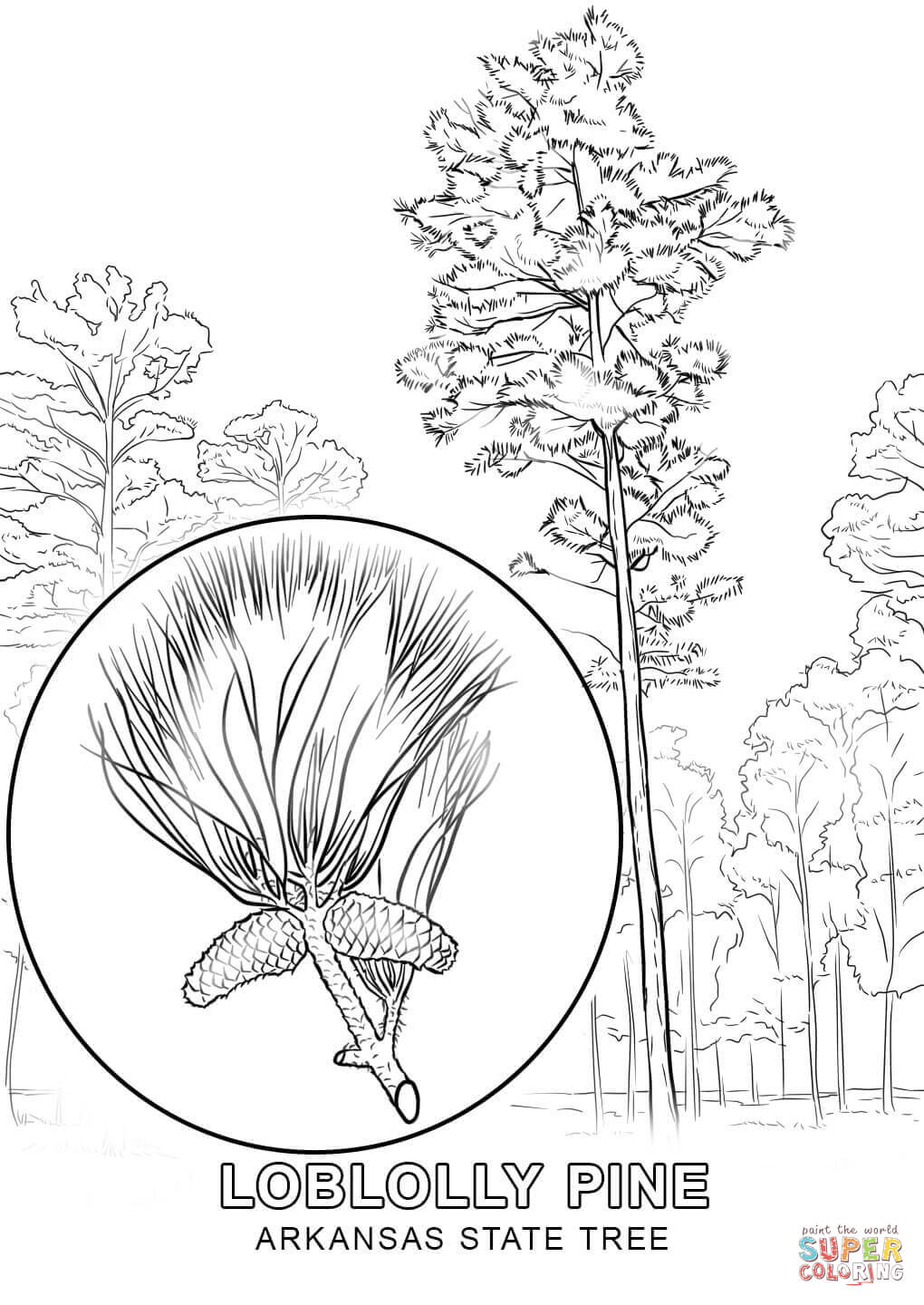 Arkansas state tree coloring page free printable coloring pages
