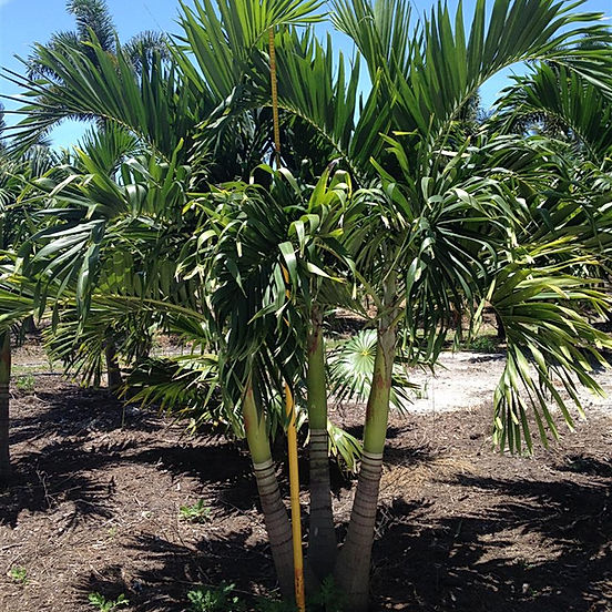 Ct palm trees palm tree facts palm tree guide