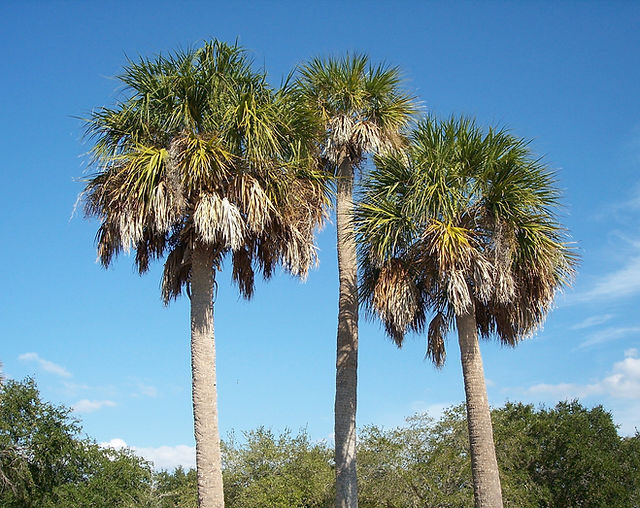 What types palm trees are native to the united states